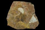 Fossil Ginkgo Leaves From North Dakota - Paleocene #136079-1